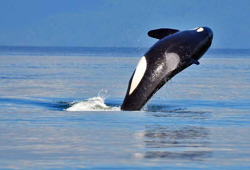 Killer Whale near Vancouver 10352509