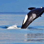 Killer Whale near Vancouver 10352509.jpg