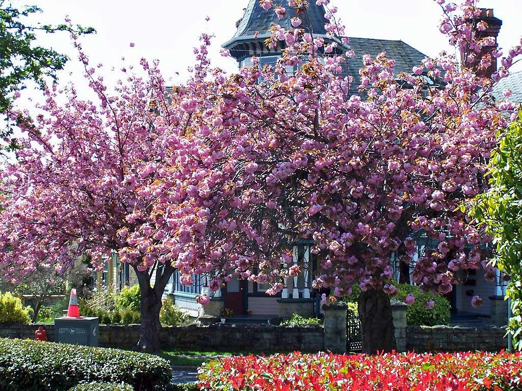 Flowering trees, April, Victoria, BC  122