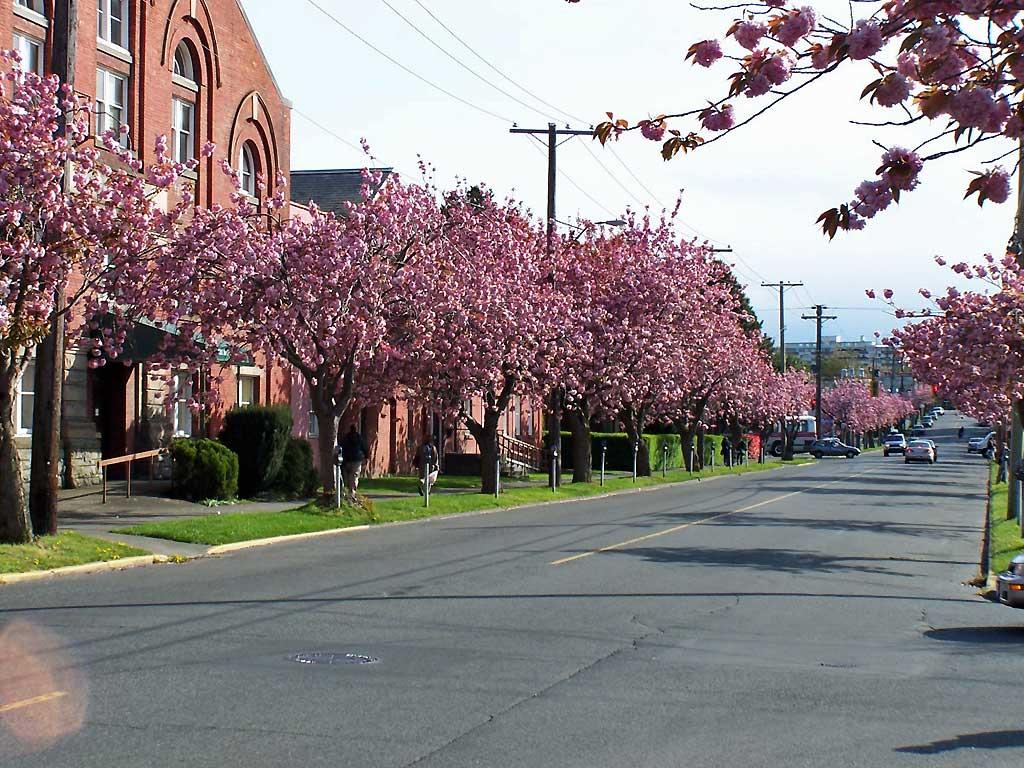 Flowering trees, April, Victoria, BC 121