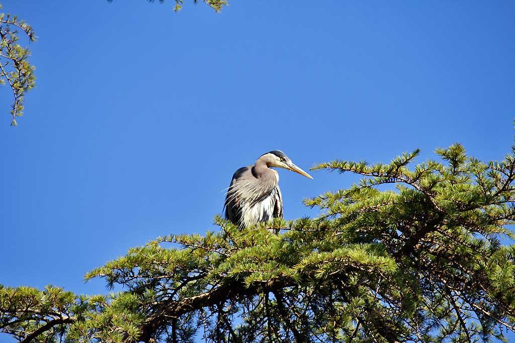 Heron, Beacon Hill Park, Victoria, BC 112