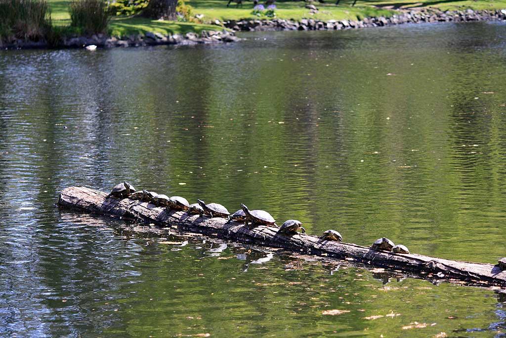 Turtles, Beacon Hill Park, Victoria, BC 115