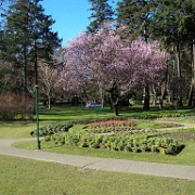 Beacon Hill Park in February, Victoria, BC 111.JPG