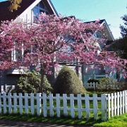 Blossoms, March, Victoria, BC 120.JPG