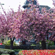 Flowering trees, April, Victoria, BC  122.JPG