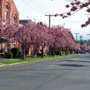 Flowering trees, April, Victoria, BC 121.JPG