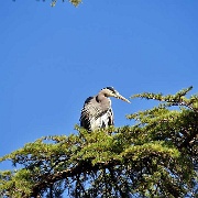 Heron, Beacon Hill Park, Victoria, BC 112.JPG