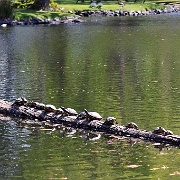 Turtles, Beacon Hill Park, Victoria, BC 115.JPG