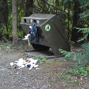 Trail to Lost Lake, signs of bear activity, Whistler 9g.JPG