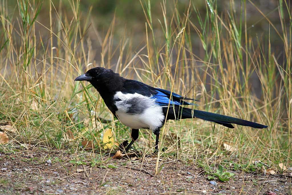 Magpie, Yoho National Park 9c