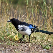 Magpie, Yoho National Park 9c.jpg