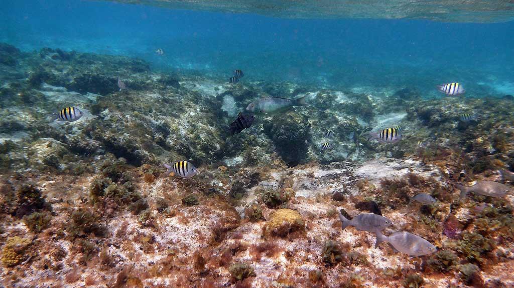 CPunta Sur Reef, Cozumel 11
