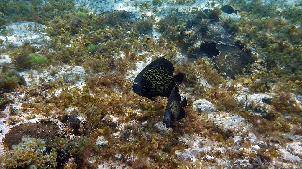 French angelfish, Punta Sur Reef, Cozumel 09