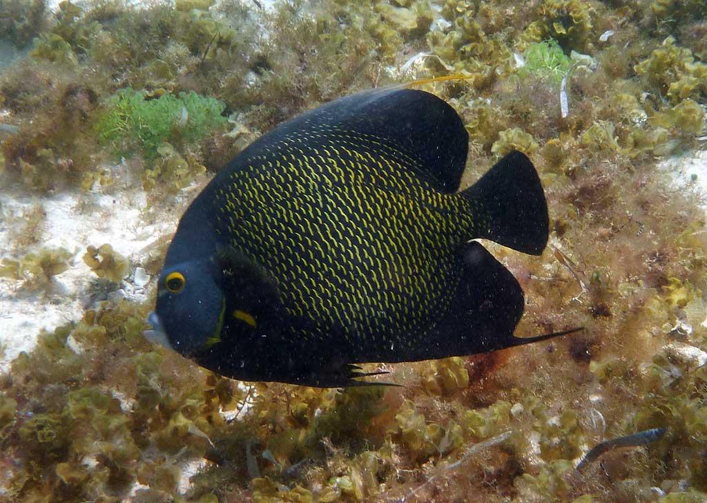 French angelfish, Punta Sur Reef, Cozumel 10