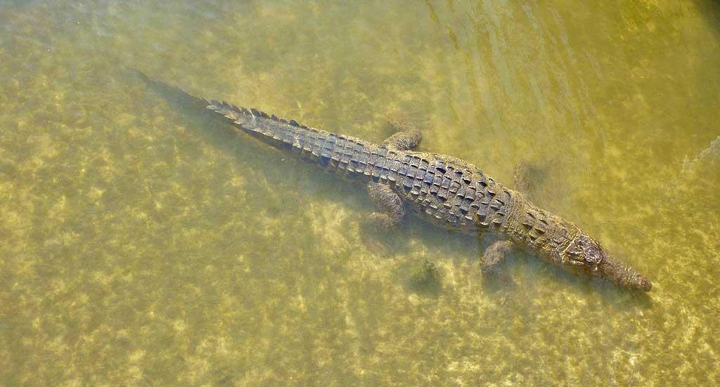 Salwater crocodile, Punta Sur Ecological Park, Cozumel 17