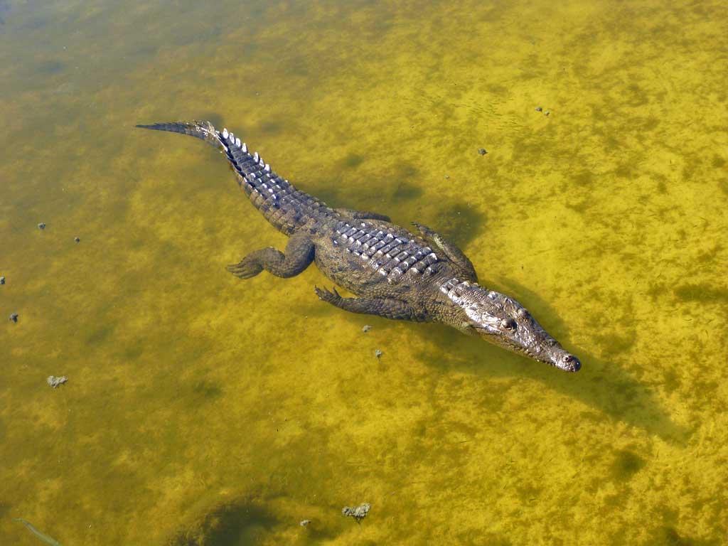 Salwater crocodile, Punta Sur Ecological Park, Cozumel 18