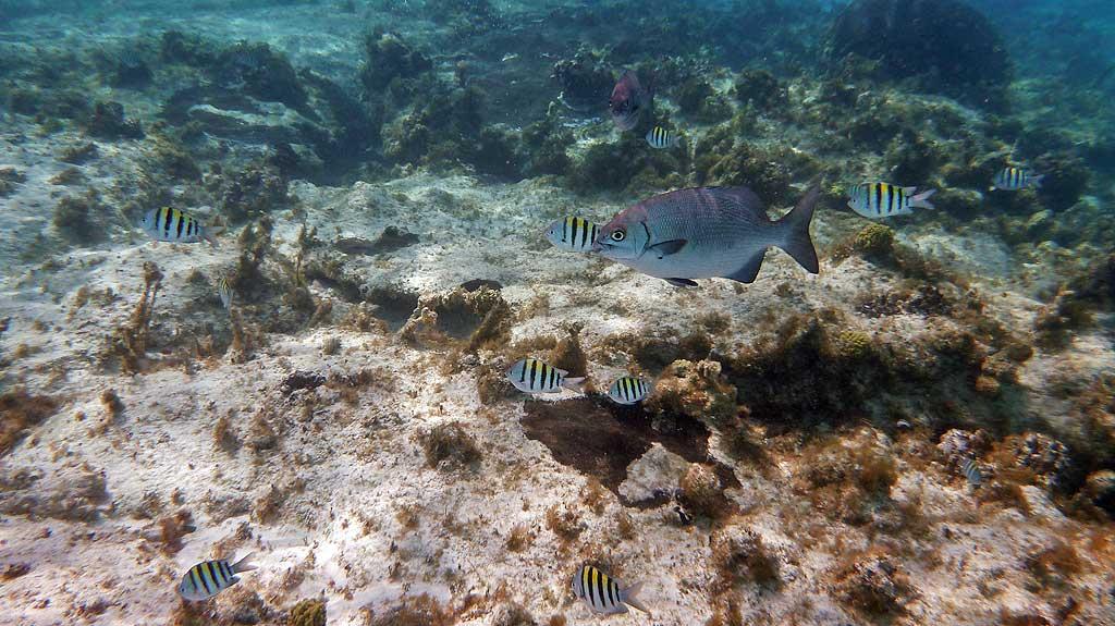 Tropical fish, Punta Sur Reef, Cozumel 06