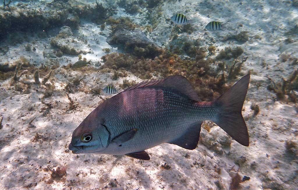 Tropical fish, Punta Sur Reef, Cozumel 07