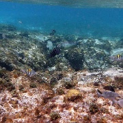 CPunta Sur Reef, Cozumel 11.JPG