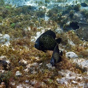 French angelfish, Punta Sur Reef, Cozumel 09.JPG