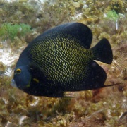 French angelfish, Punta Sur Reef, Cozumel 10.JPG