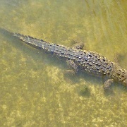 Salwater crocodile, Punta Sur Ecological Park, Cozumel 17.JPG