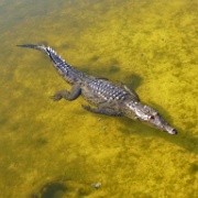 Salwater crocodile, Punta Sur Ecological Park, Cozumel 18.JPG