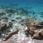 Sargeant fish, Punta Sur Reef, Cozumel 05.JPG