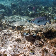 Tropical fish, Punta Sur Reef, Cozumel 06.JPG