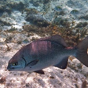 Tropical fish, Punta Sur Reef, Cozumel 07.JPG
