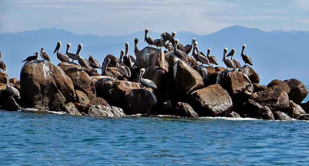 Pelicans, Punta de Mita