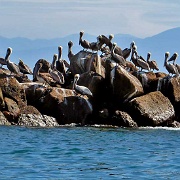 Pelicans, Punta de Mita.JPG