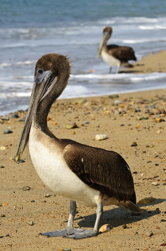 Pelican, Puerto Vallarta 3402765