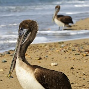 Pelican, Puerto Vallarta 3402765.jpg