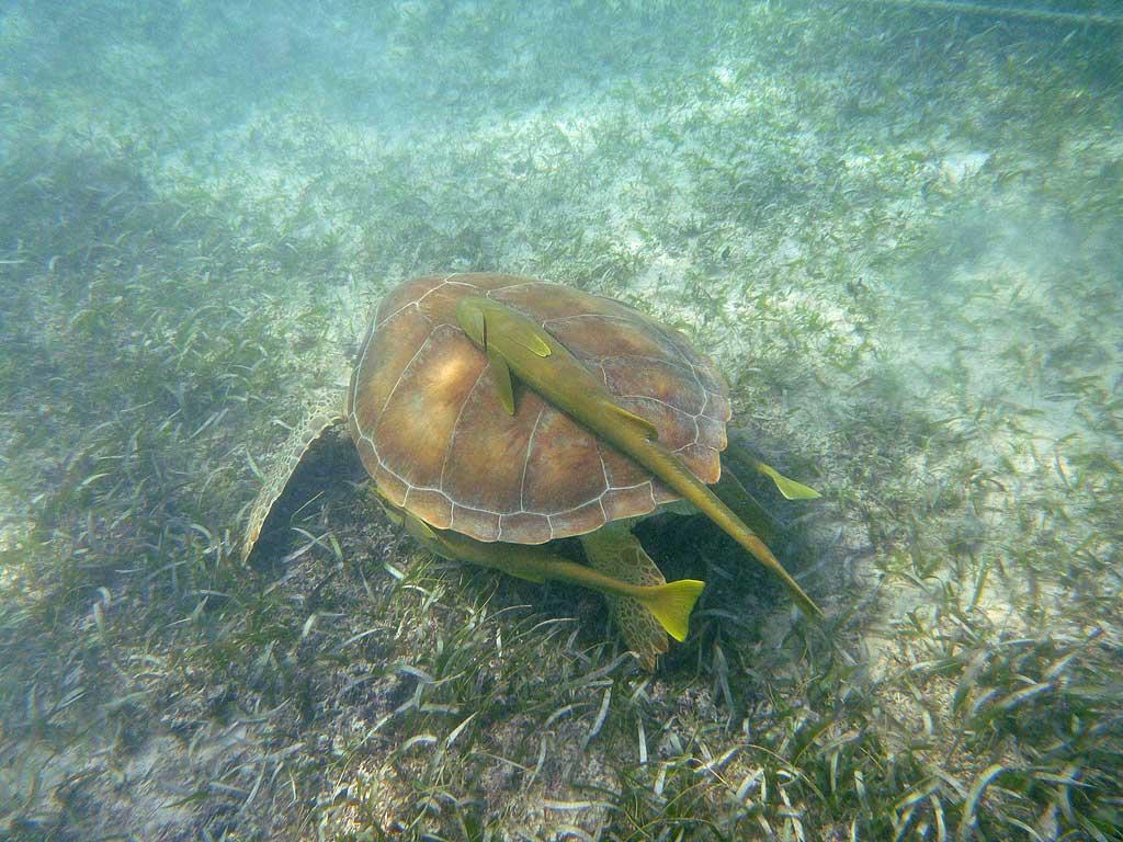 Sea Turtle and remoras, Akumal Bay, Riviera Maya 02