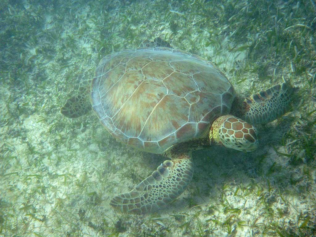 Sea Turtle, Akumal Bay, Riviera Maya 03