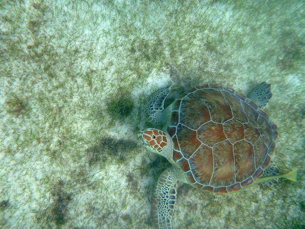 Sea Turtle, Akumal Bay, Riviera Maya 04