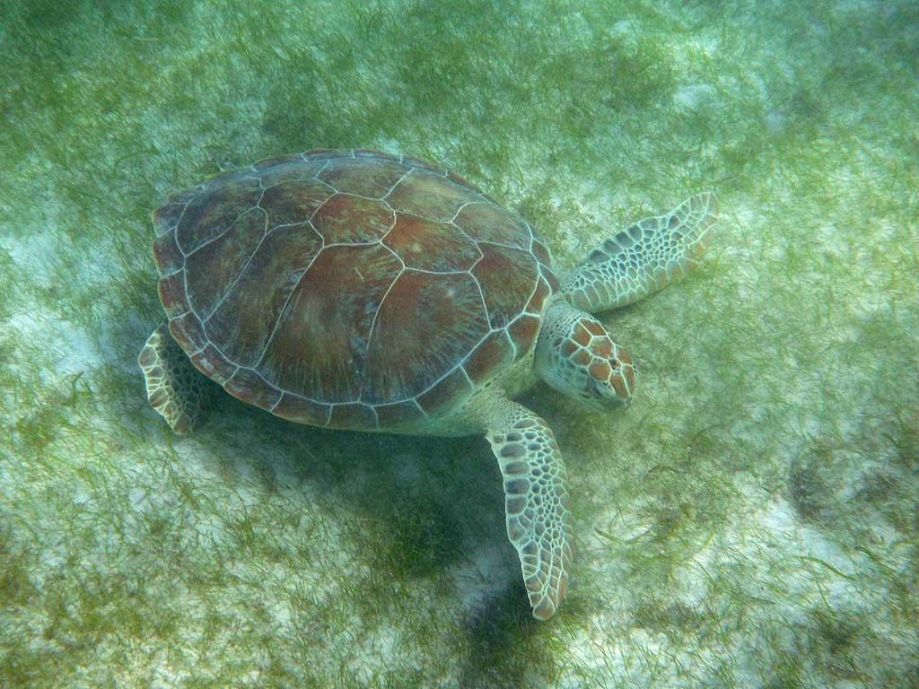 Sea Turtle, Akumal Bay, Riviera Maya 05