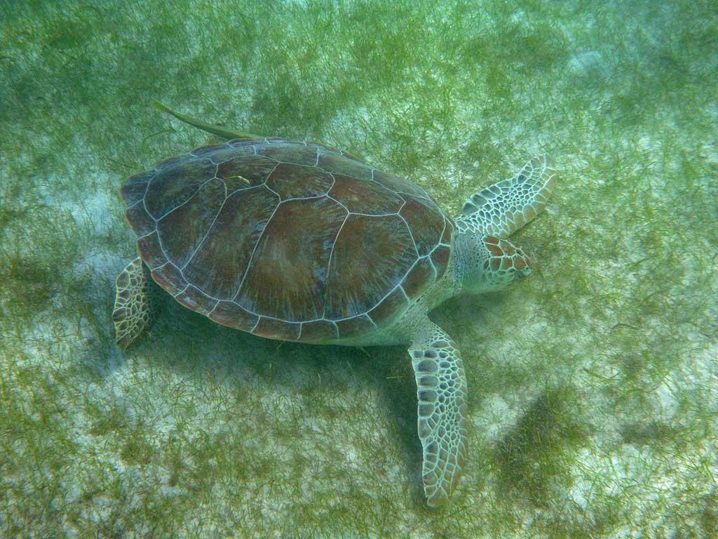 Sea Turtle, Akumal Bay, Riviera Maya 06
