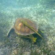 Sea Turtle and remoras, Akumal Bay, Riviera Maya 02.JPG