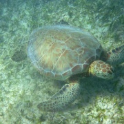 Sea Turtle, Akumal Bay, Riviera Maya 03.JPG