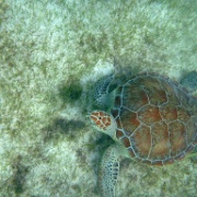 Sea Turtle, Akumal Bay, Riviera Maya 04.JPG