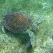 Sea Turtle, Akumal Bay, Riviera Maya 05.JPG