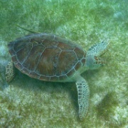 Sea Turtle, Akumal Bay, Riviera Maya 06.JPG