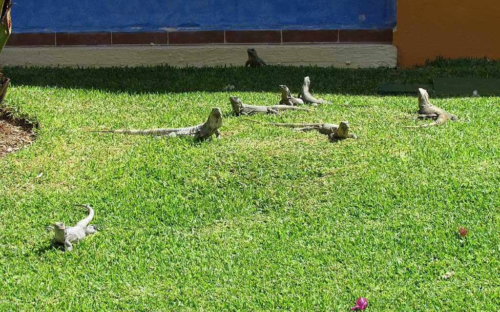 Female iguanas wait for the victorius male 17