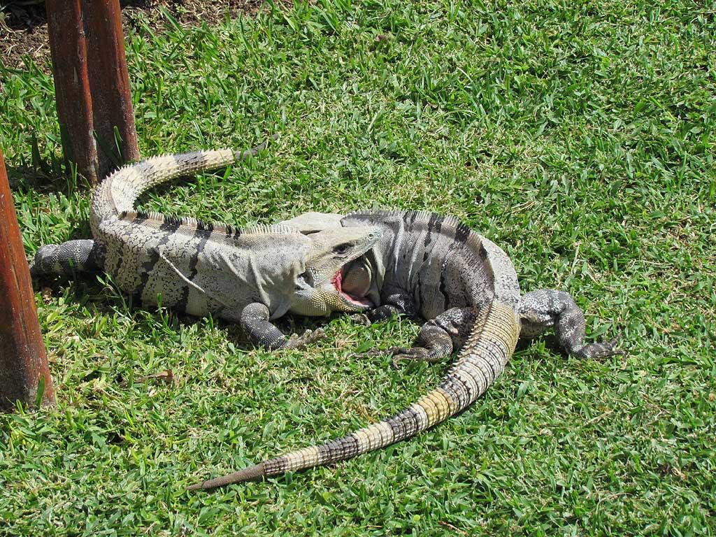 Male iguanas fighting on the lawns 16