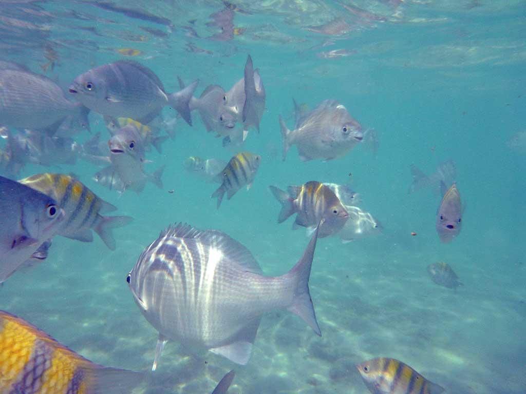 Tropical fish, Gran Bahia Principe Akumal beach 49