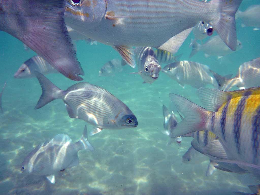 Tropical fish, Gran Bahia Principe Akumal beach 50