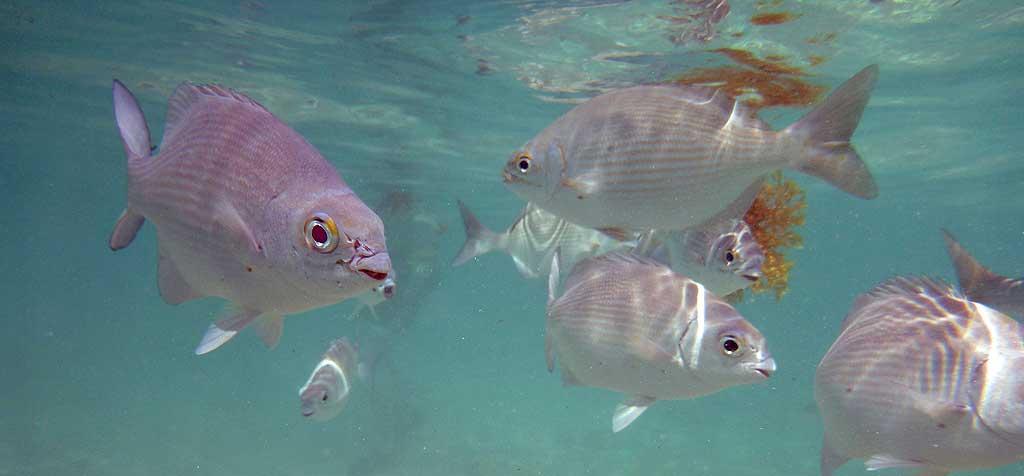 Tropical fish, Gran Bahia Principe Akumal beach 51