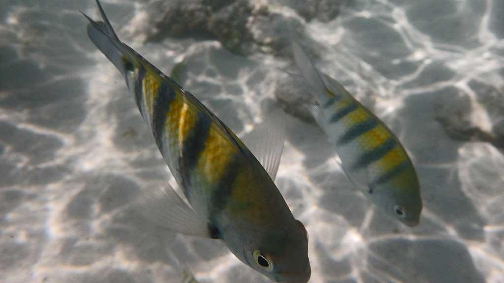 Tropical fish, Gran Bahia Principe Akumal beach 52